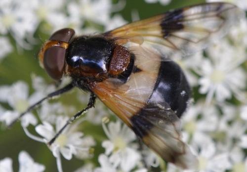 Volucella pellucens